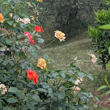 Lejlighed Charming Garda Escape Torri Del Benaco